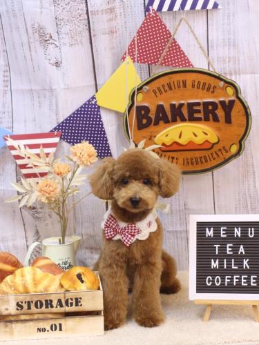 20240919モコくん